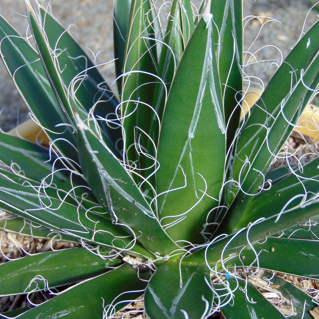 Lanka-agaave - Agave filifera