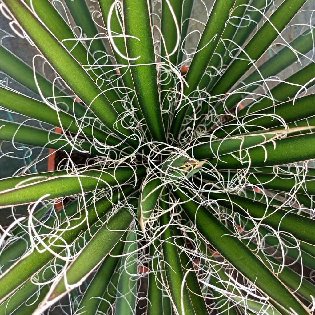 Lanka-agaave - Agave filifera
