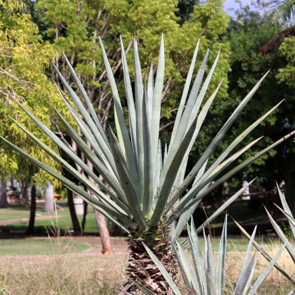 Kuituagaave - Agave fourcroydes
