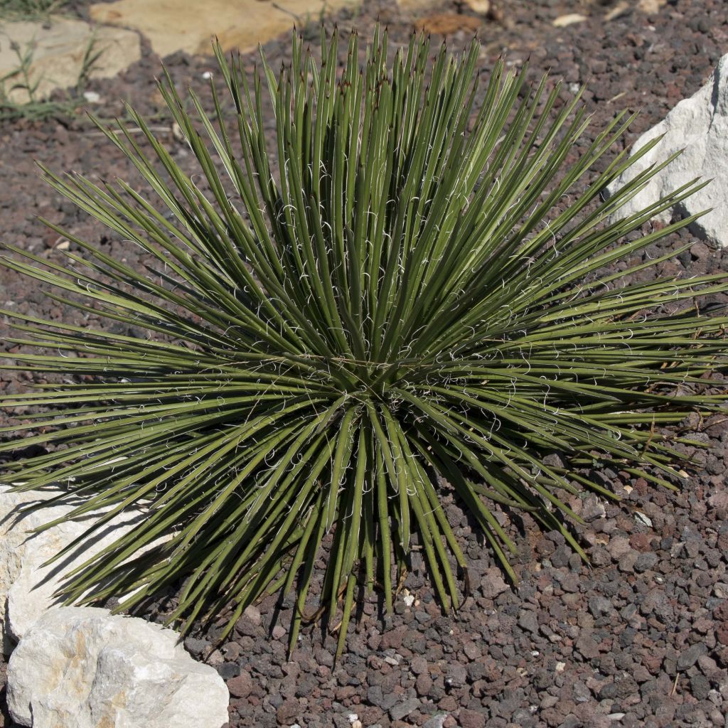 Agaave - Agave geminiflora