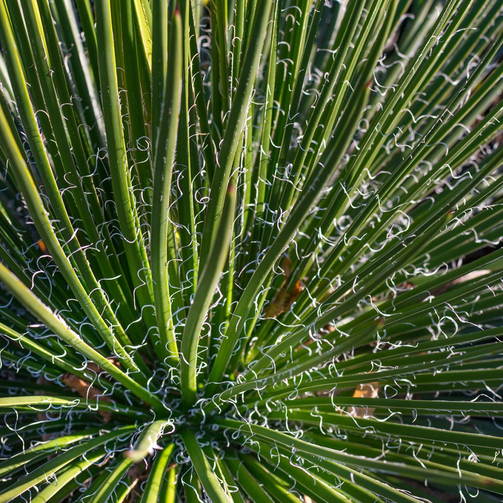 Agaave - Agave geminiflora