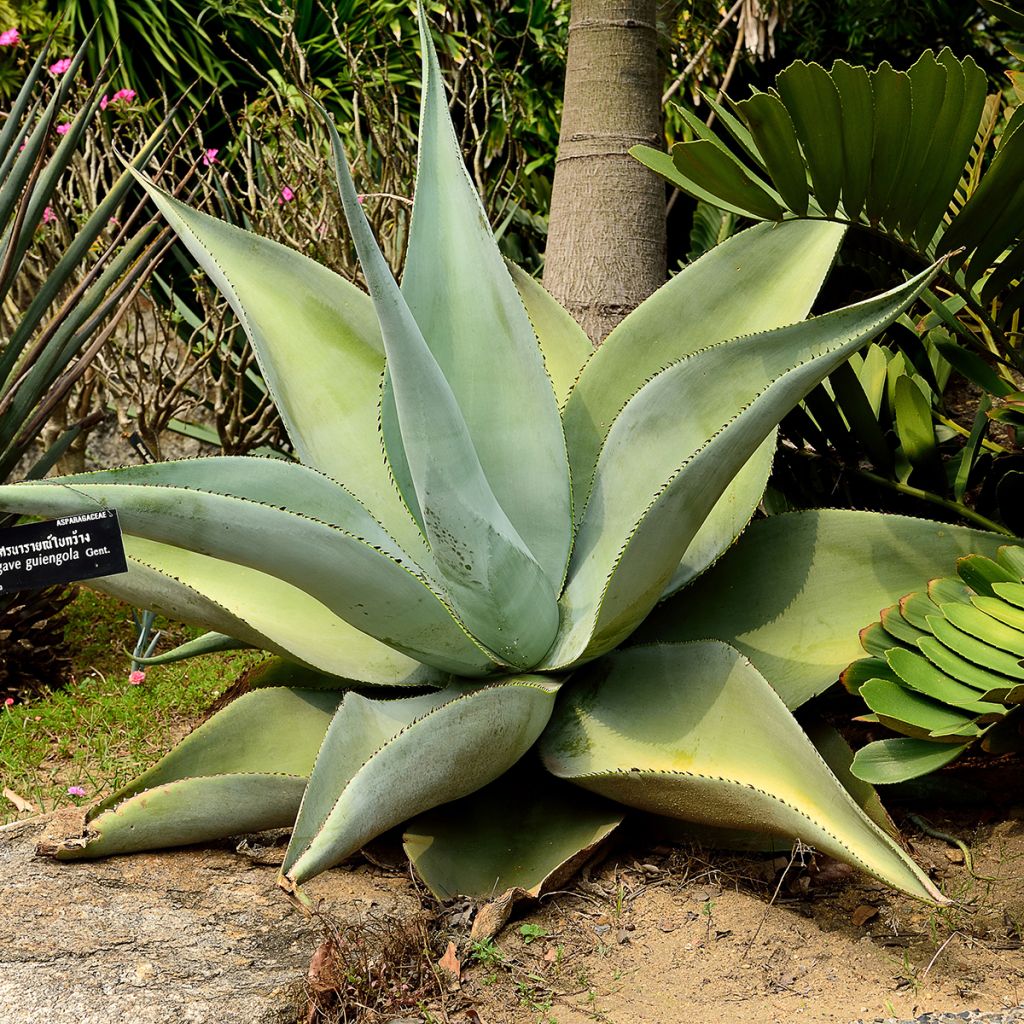Agaave - Agave guiengola