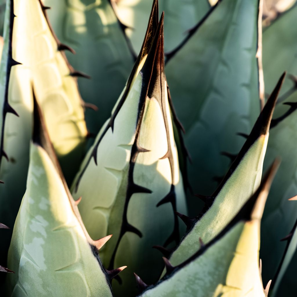 Agaave - Agave havardiana