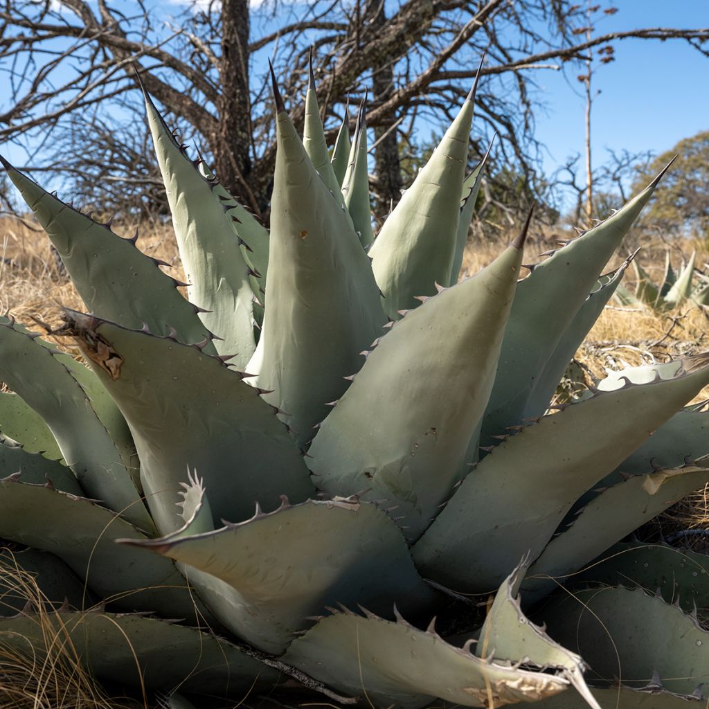 Agaave - Agave havardiana