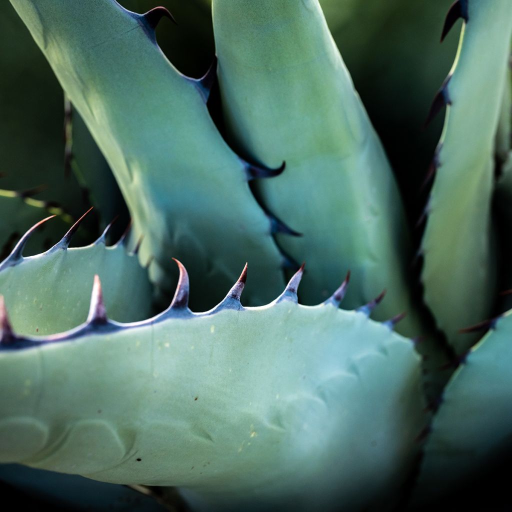 Agaave - Agave havardiana