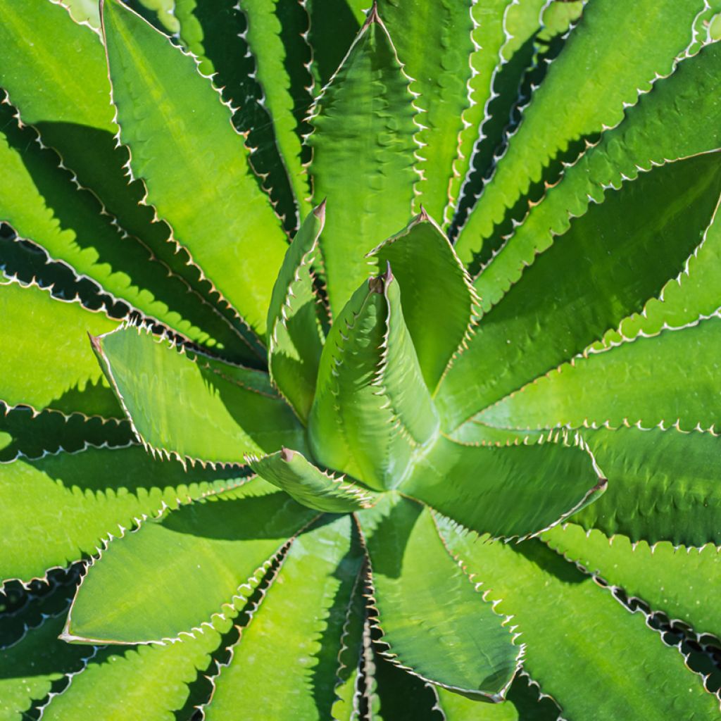 Agaave - Agave lophantha