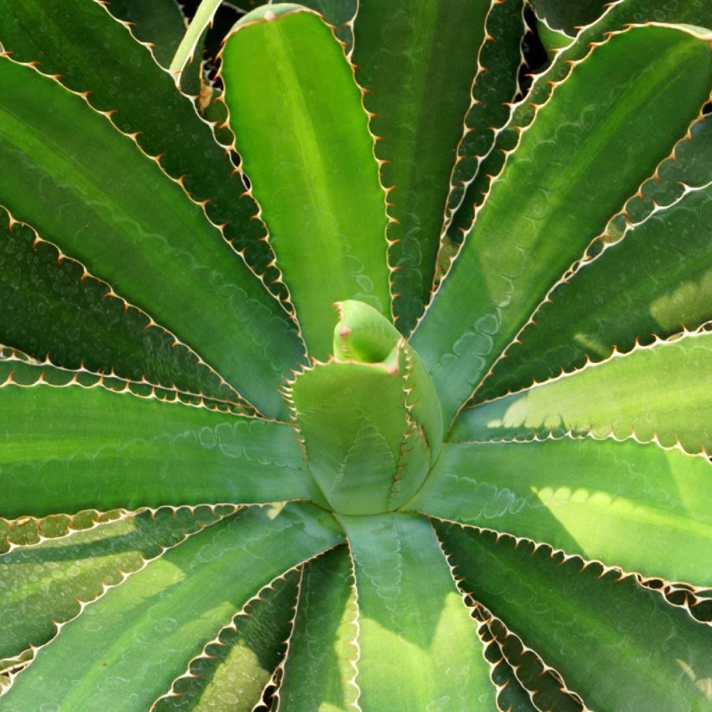 Agaave - Agave lophantha