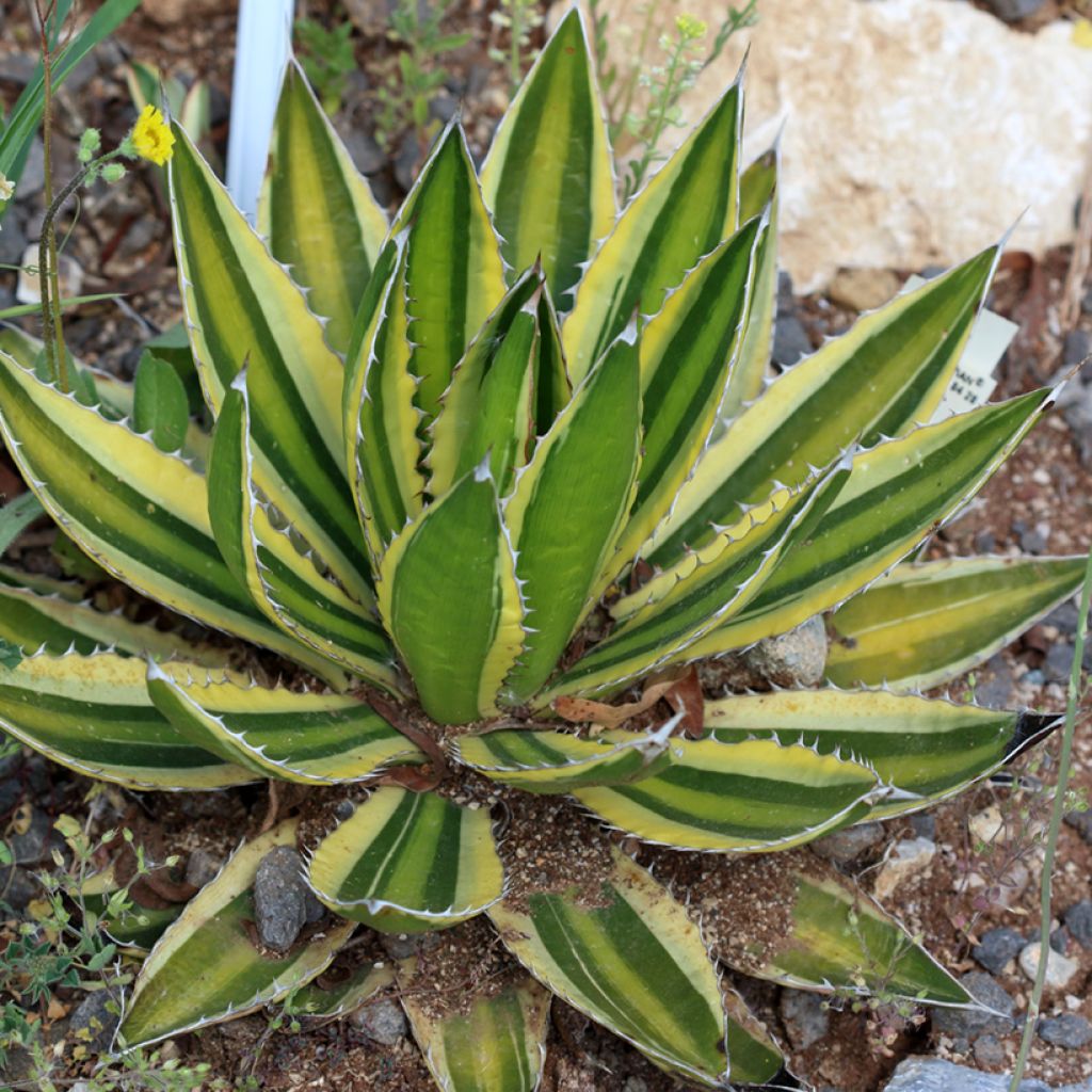 Agaave Quadricolor