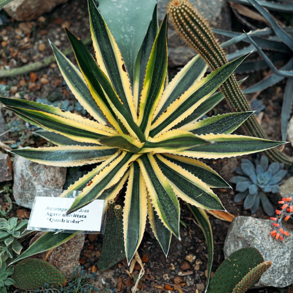 Agaave Quadricolor