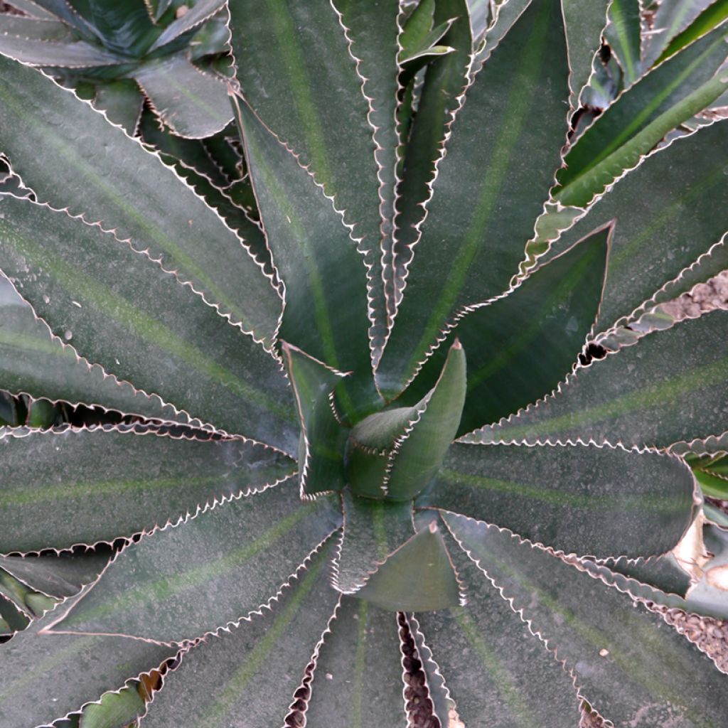 Agaave Ensifera