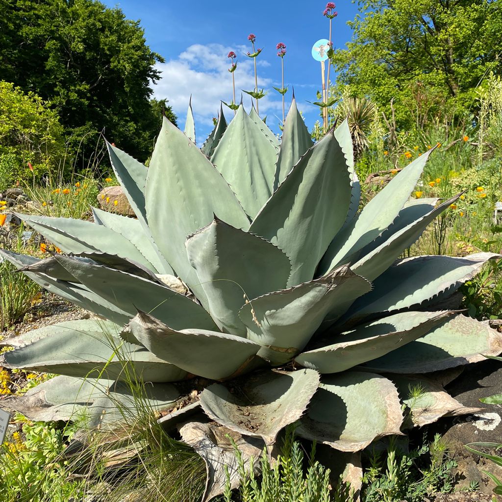 Agaave - Agave ovatifolia