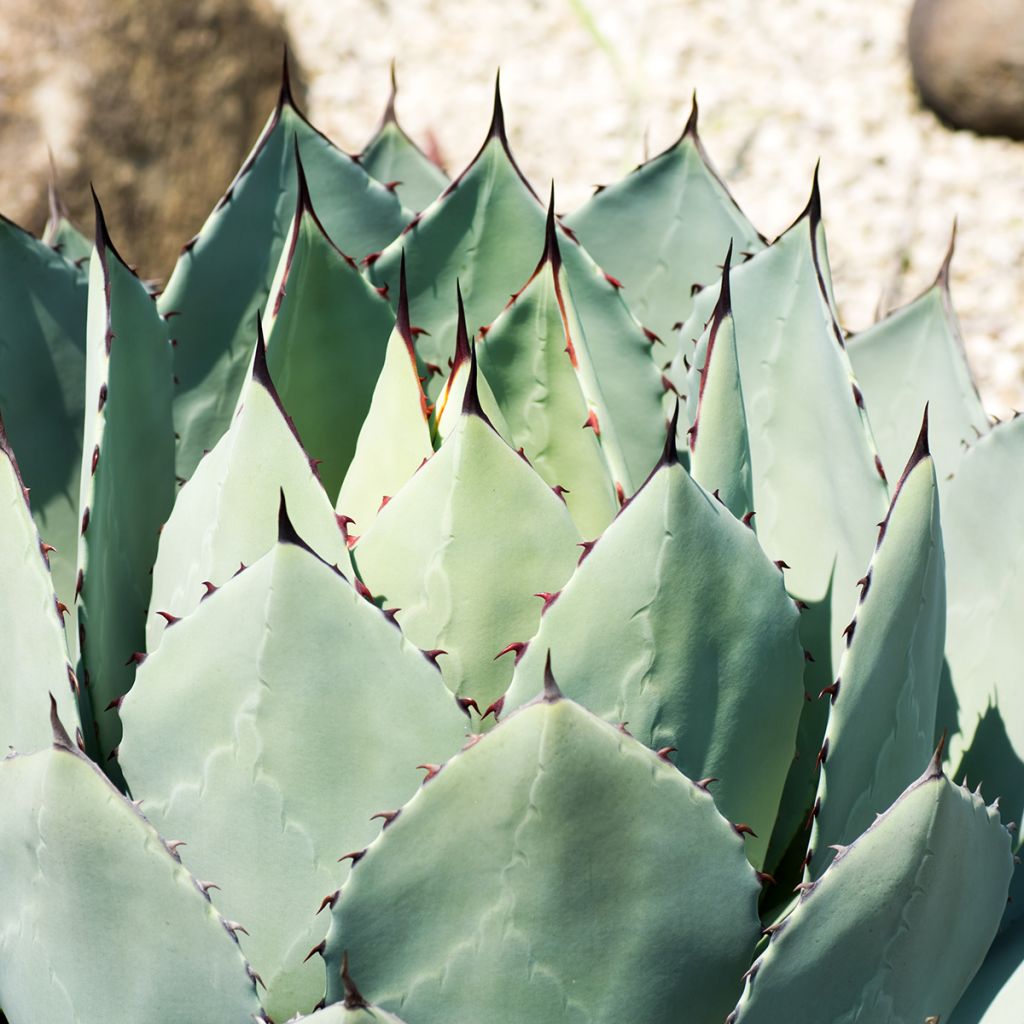 Agaave - Agave parryi var. huachucensis
