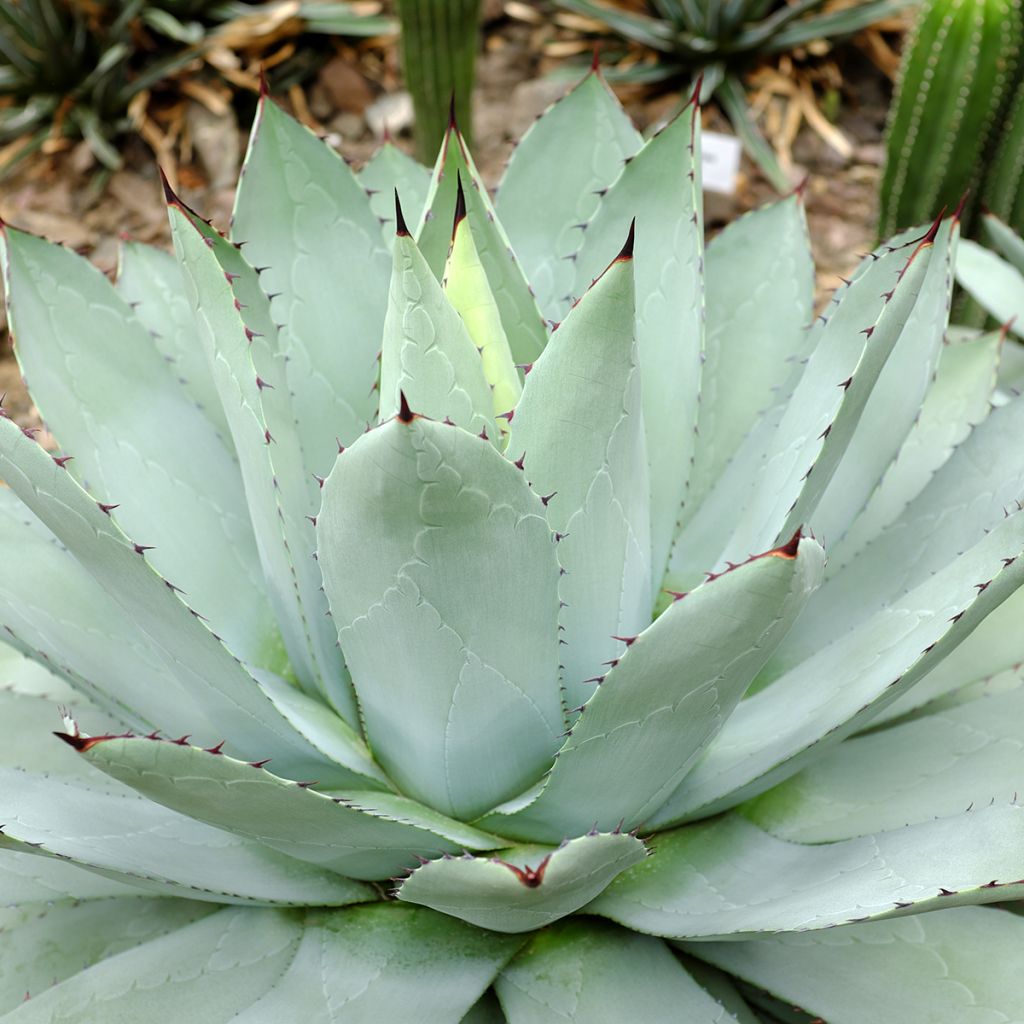 Agaave var. verschaffeltii