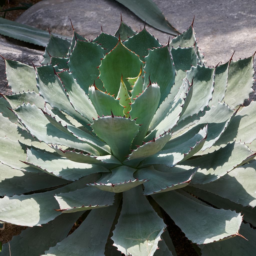 Agaave var. verschaffeltii