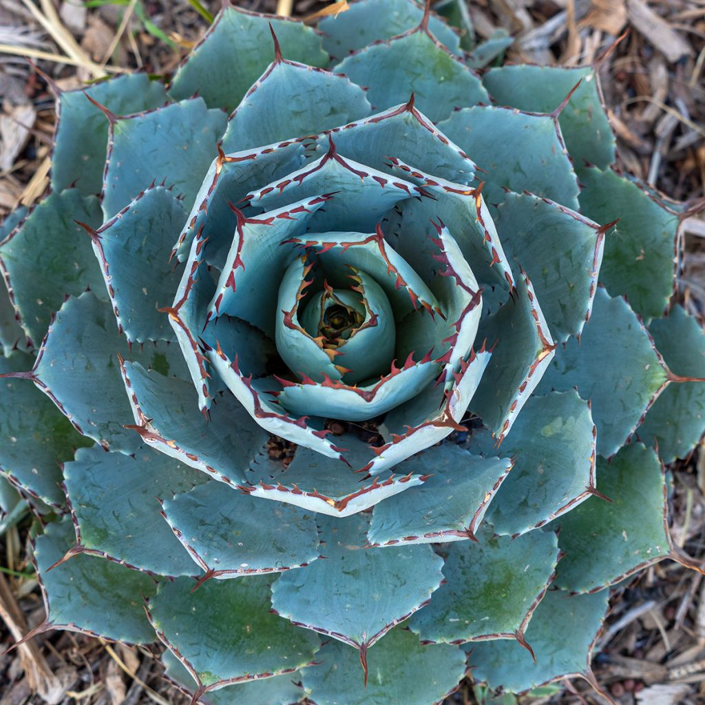 Agaave var. verschaffeltii