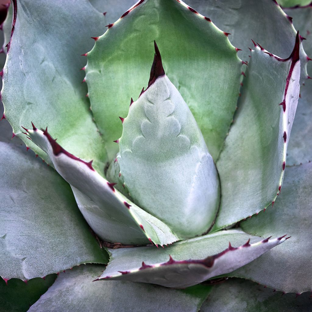 Agaave var. verschaffeltii