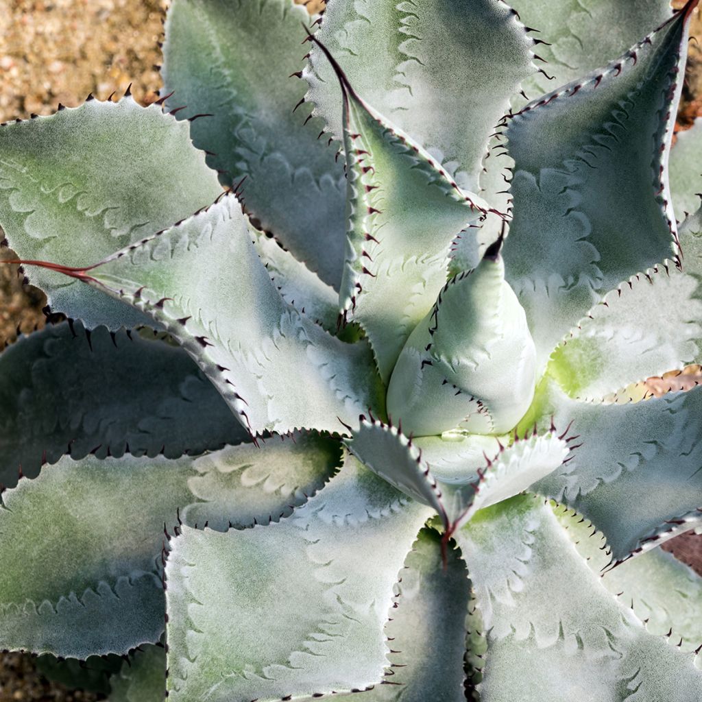 Agaave var. verschaffeltii