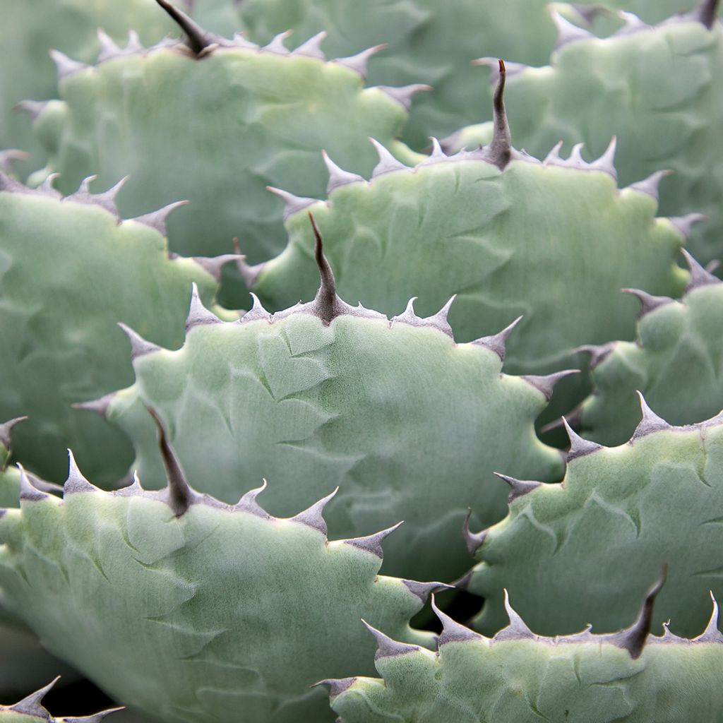 Agaave var. verschaffeltii