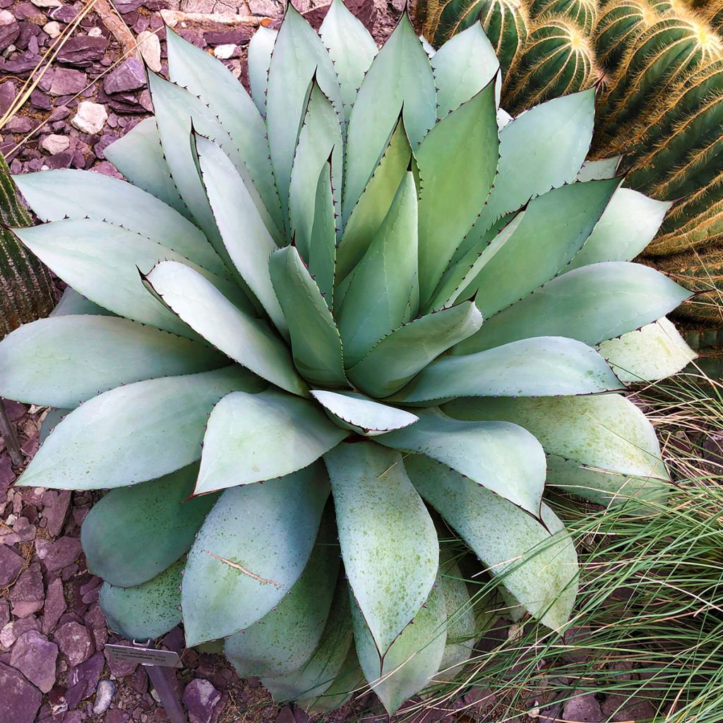 Agaave var. verschaffeltii