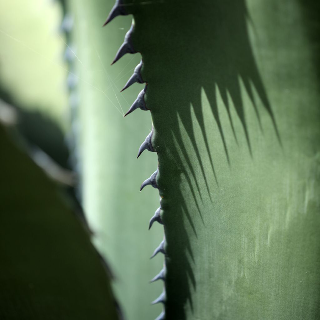 Titaaniagaave - Agave salmiana subsp. crassispina