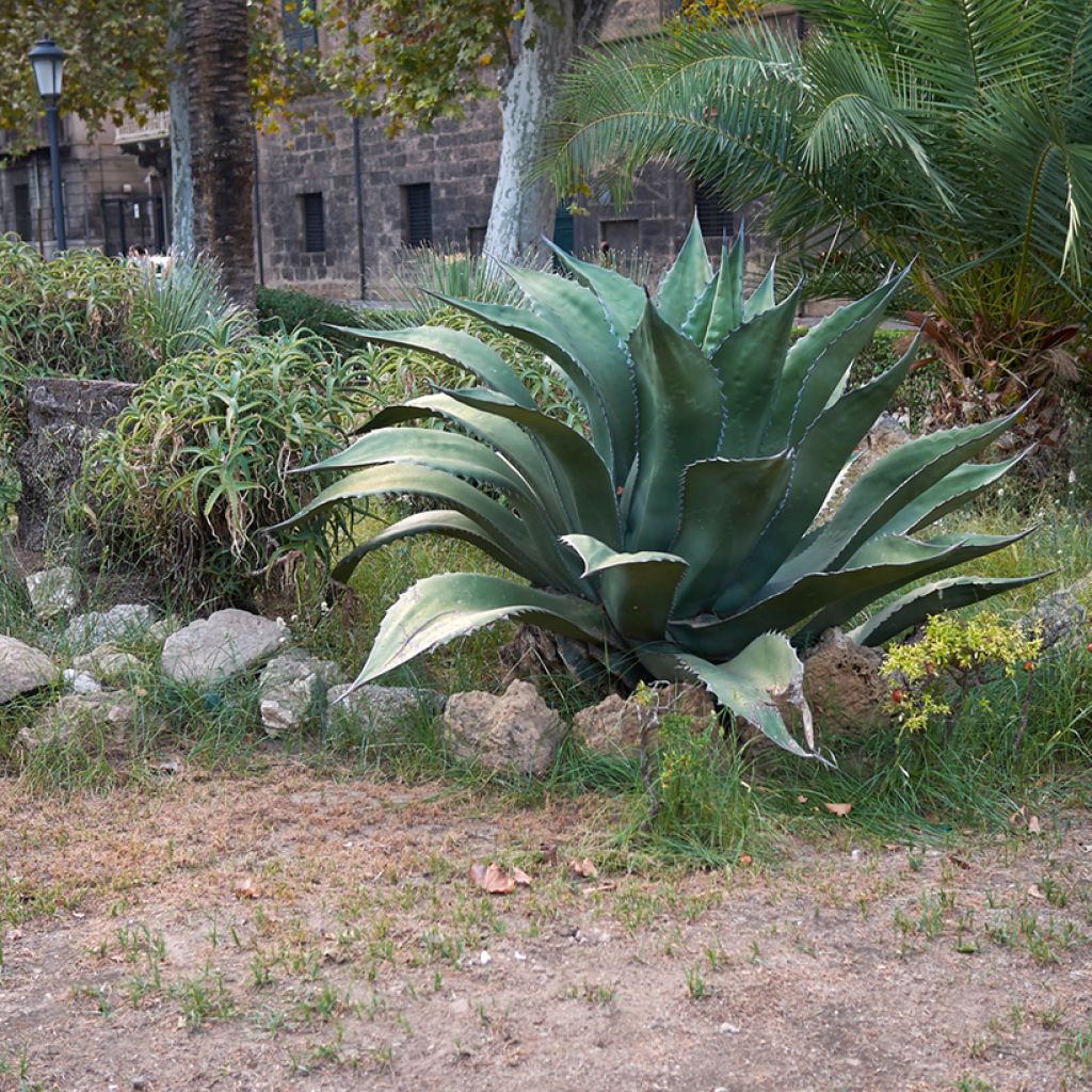 Titaaniagaave - Agave salmiana subsp. crassispina