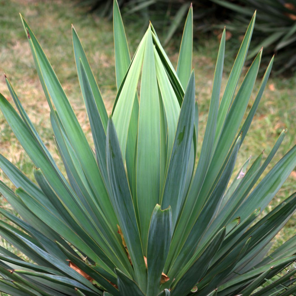 Sisalagaave - Agave sisalana
