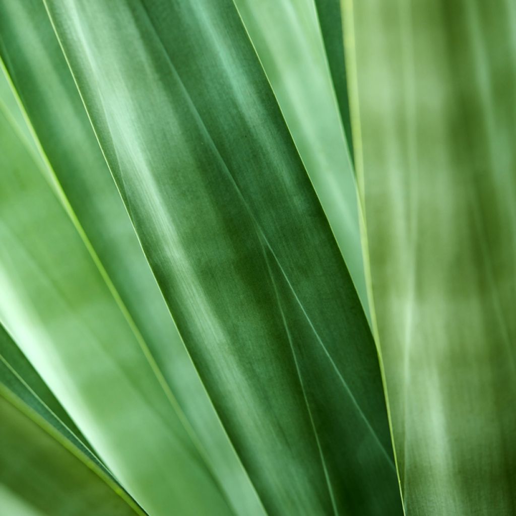 Sisalagaave - Agave sisalana