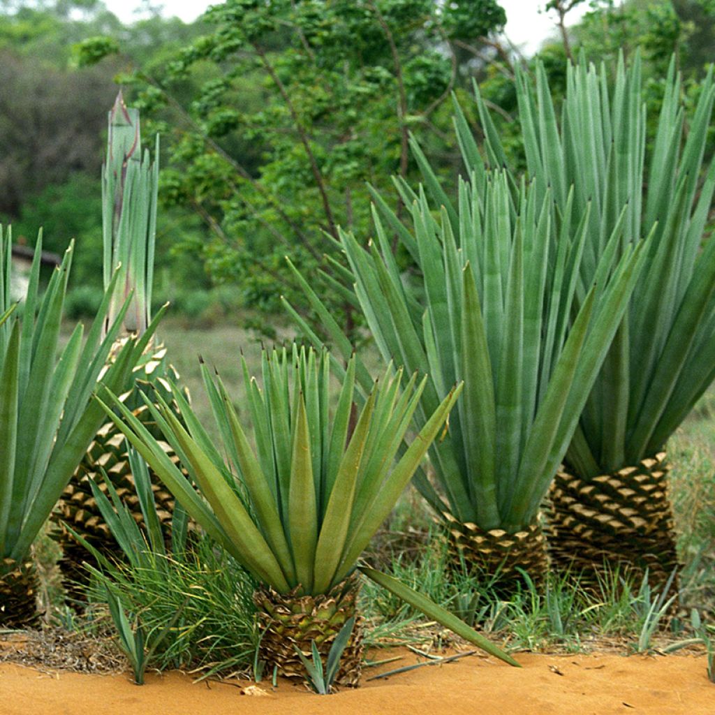 Sisalagaave - Agave sisalana
