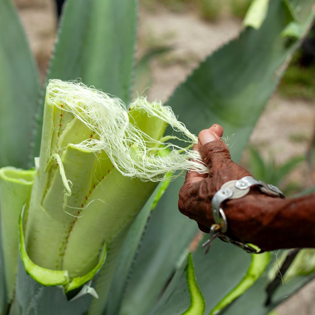 Sisalagaave - Agave sisalana