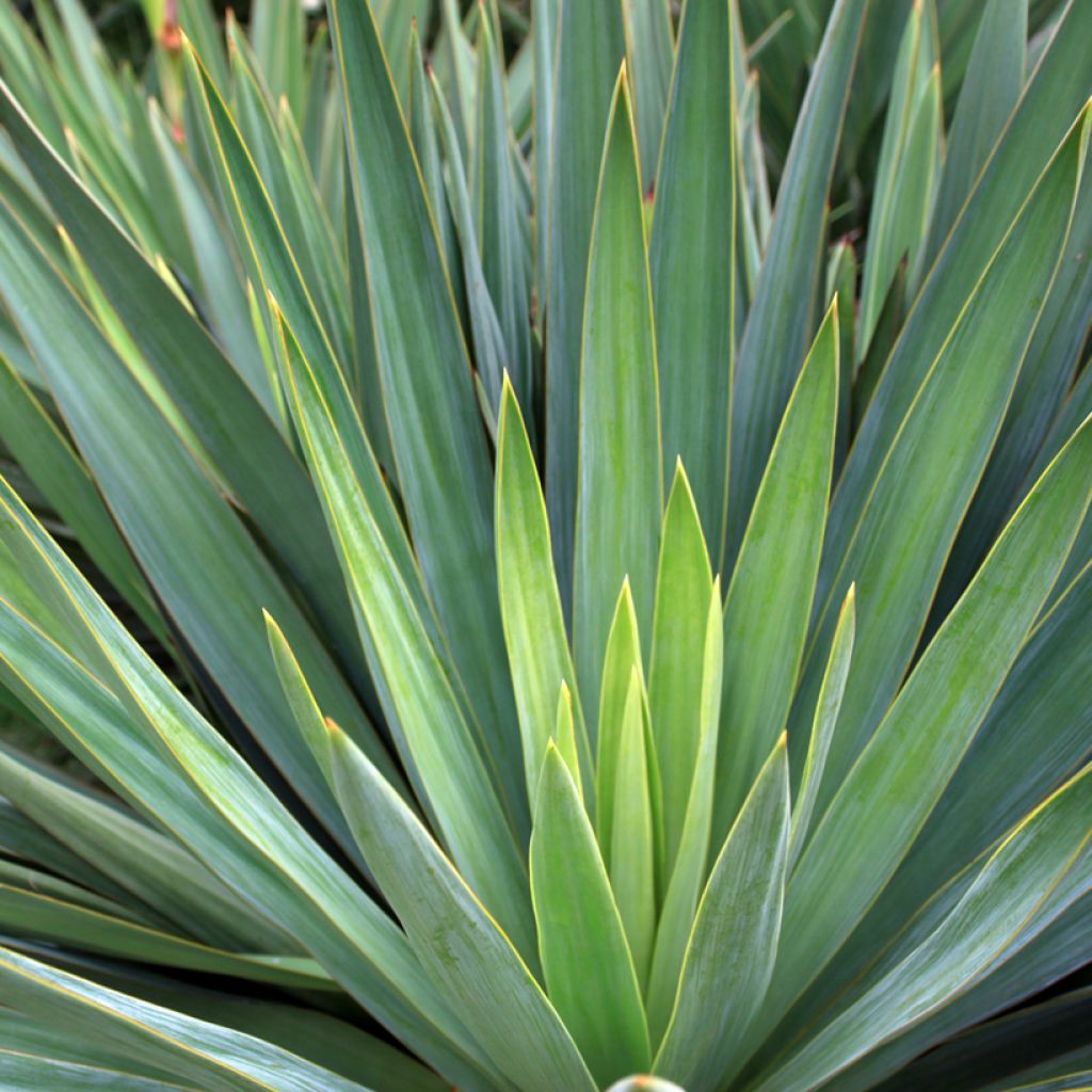 Sisalagaave - Agave sisalana