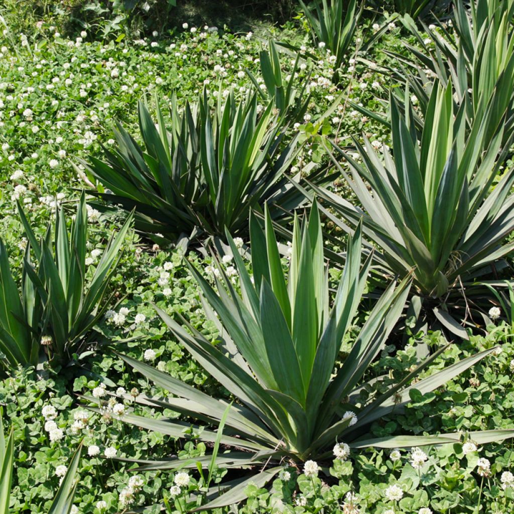 Sisalagaave - Agave sisalana