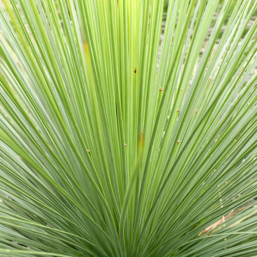 Siiliagaave - Agave stricta