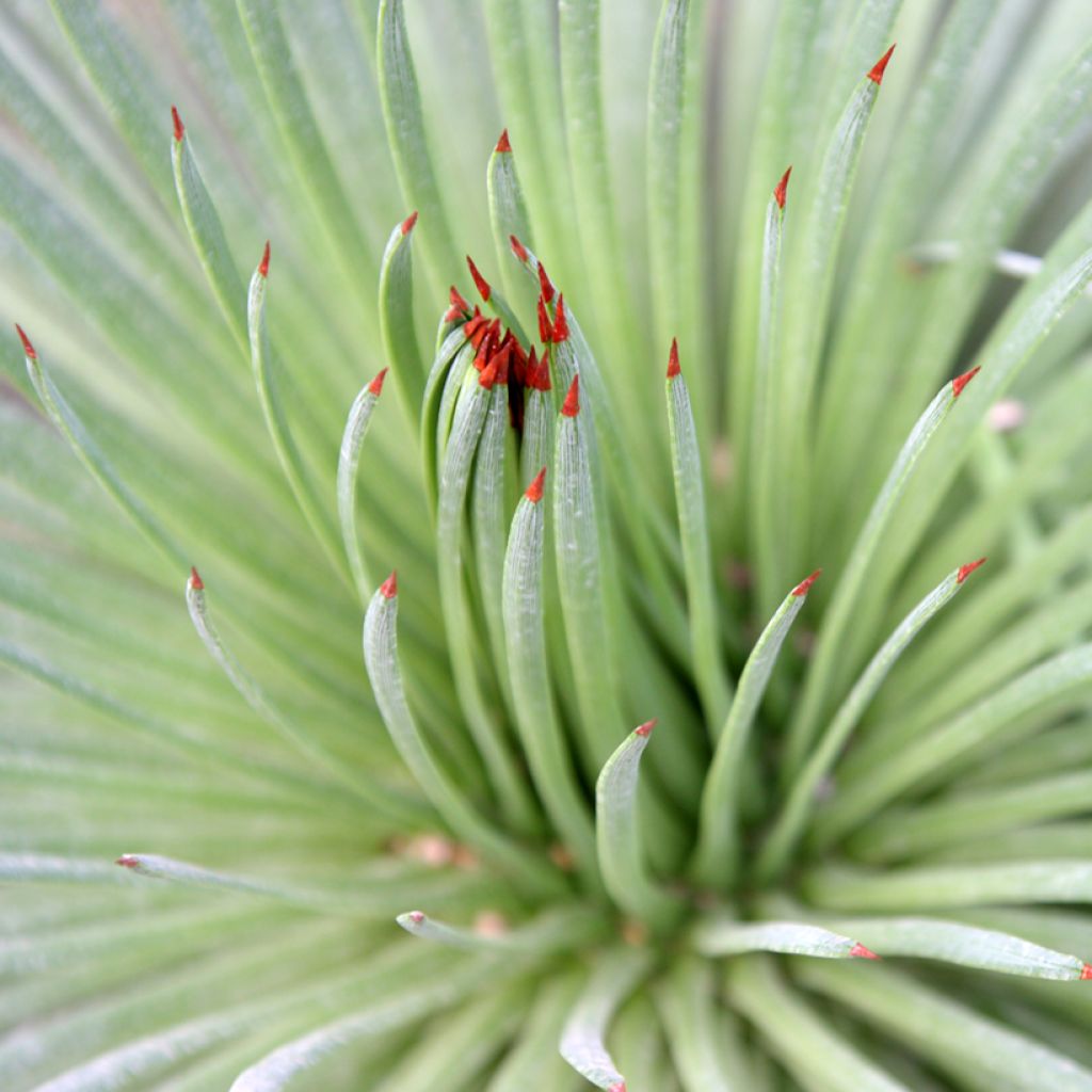 Siiliagaave - Agave stricta
