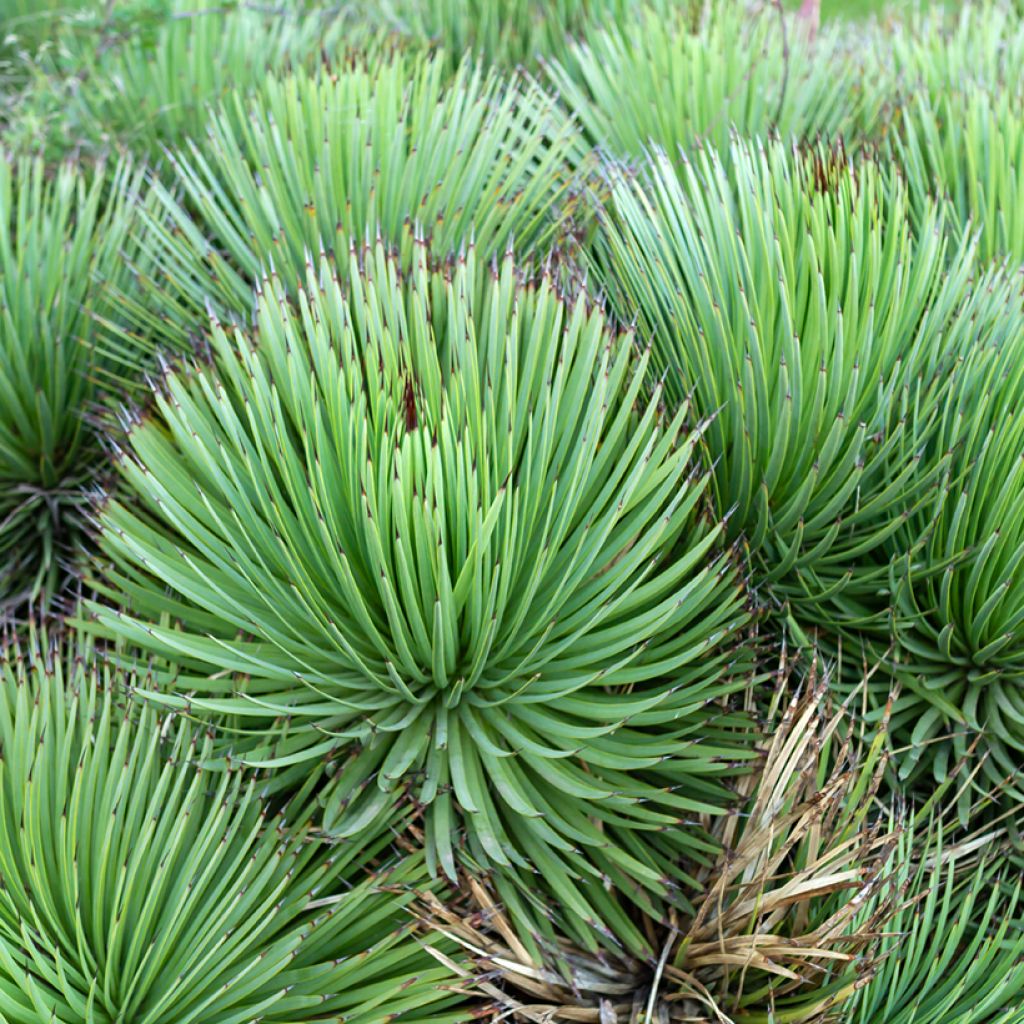 Siiliagaave - Agave stricta