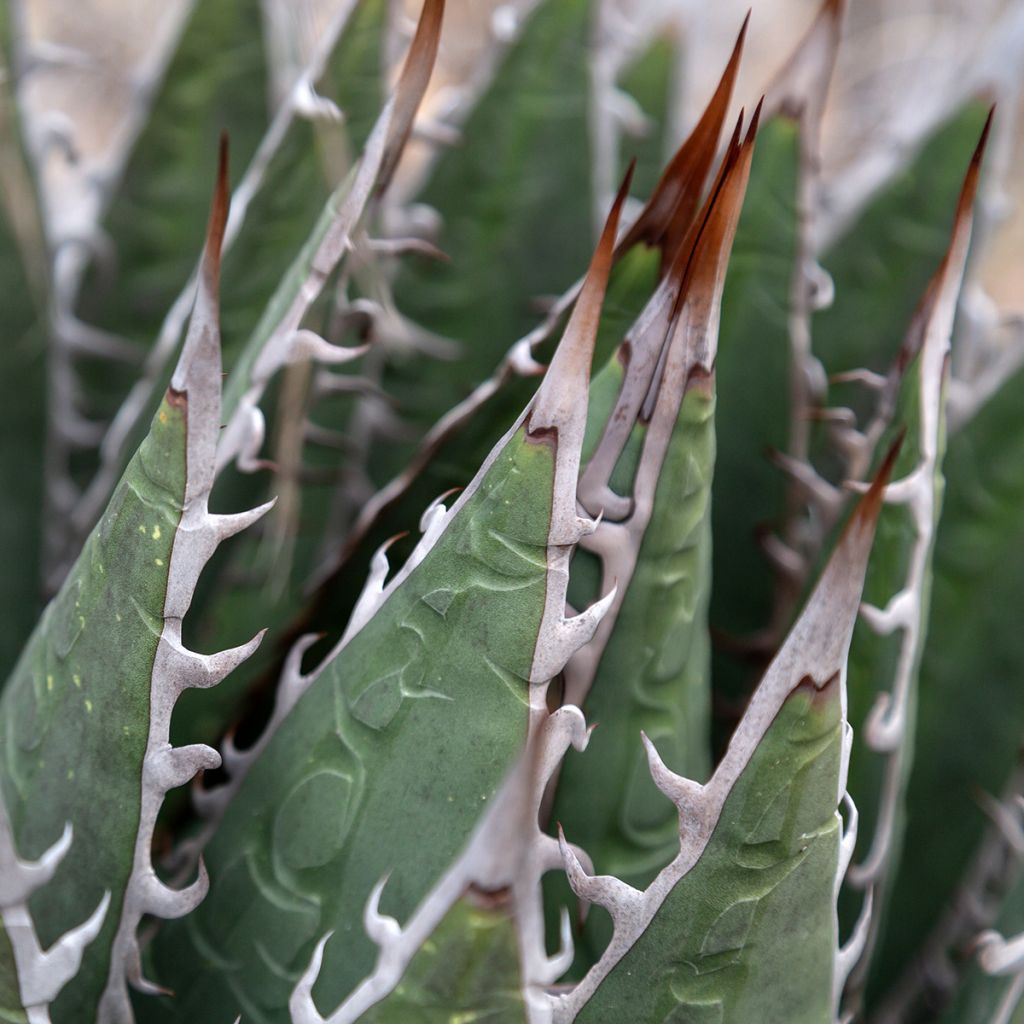 Agaave - Agave titanota