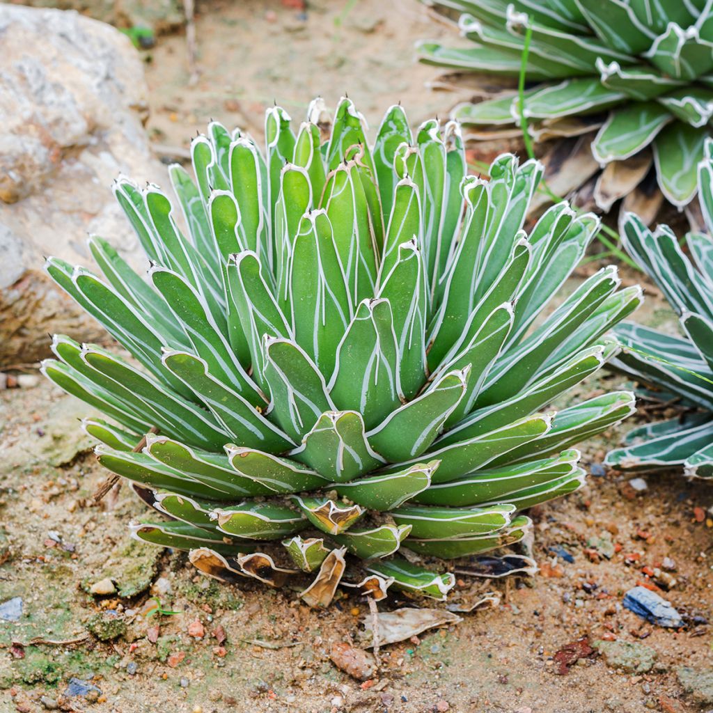 Kruunuagaave - Agave victoriae-reginae
