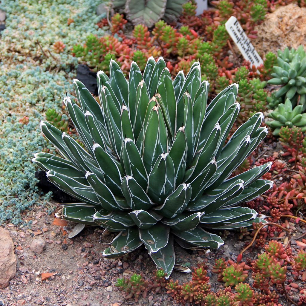 Kruunuagaave - Agave victoriae-reginae