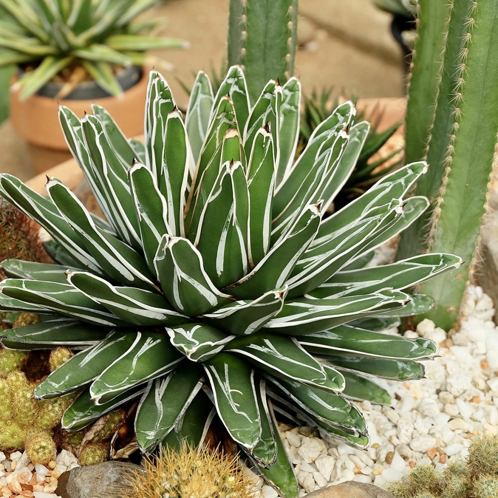 Kruunuagaave - Agave victoriae-reginae
