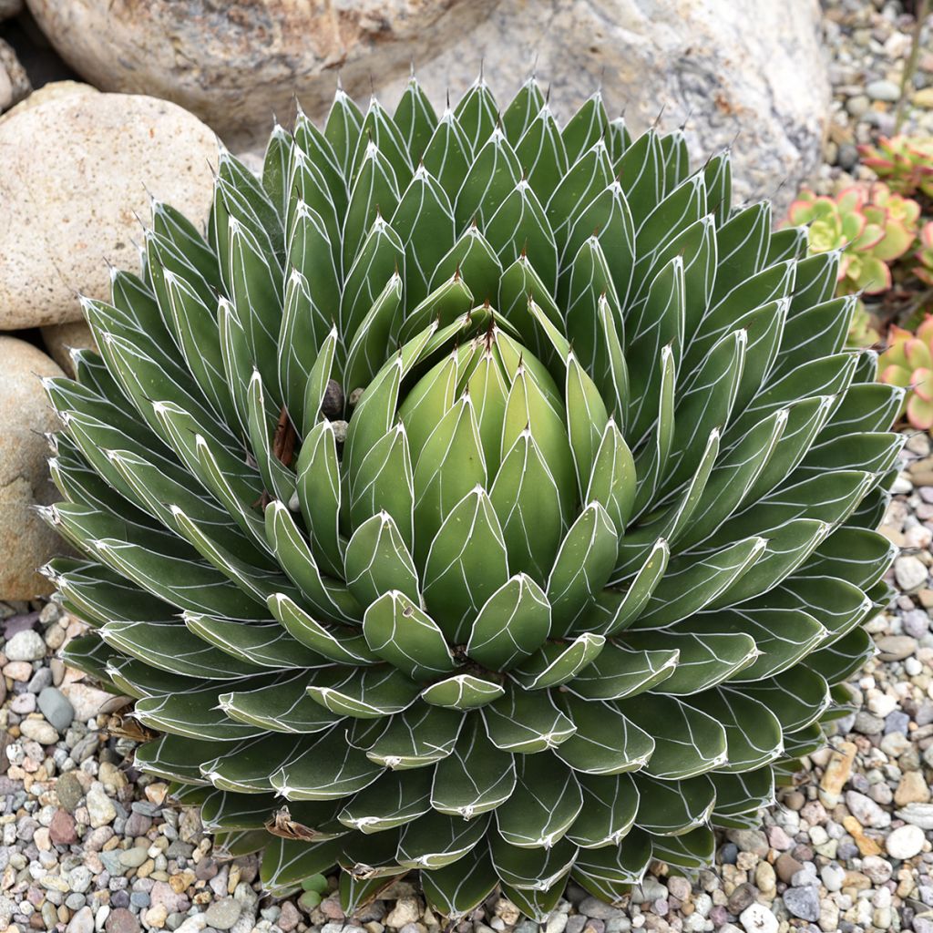 Kruunuagaave - Agave victoriae-reginae
