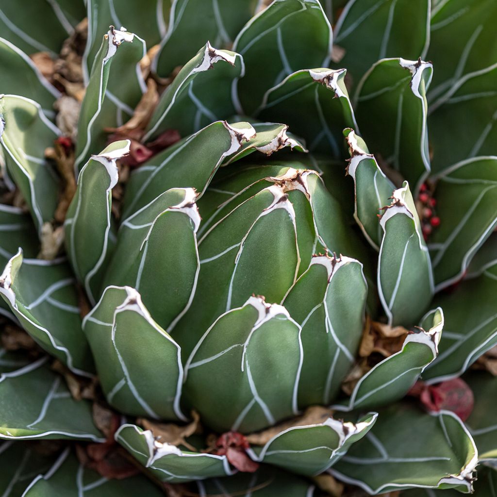 Kruunuagaave - Agave victoriae-reginae