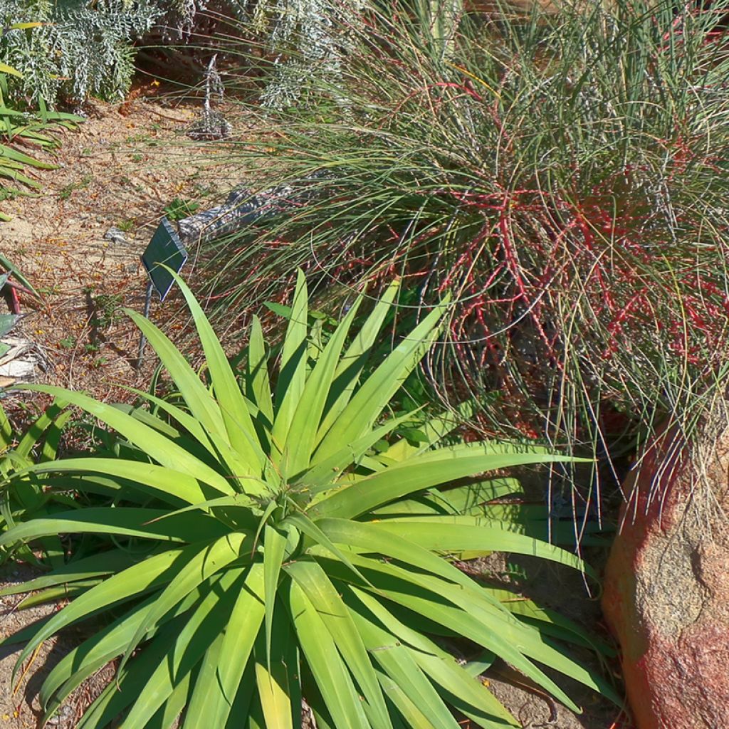 Agaave - Agave bracteosa