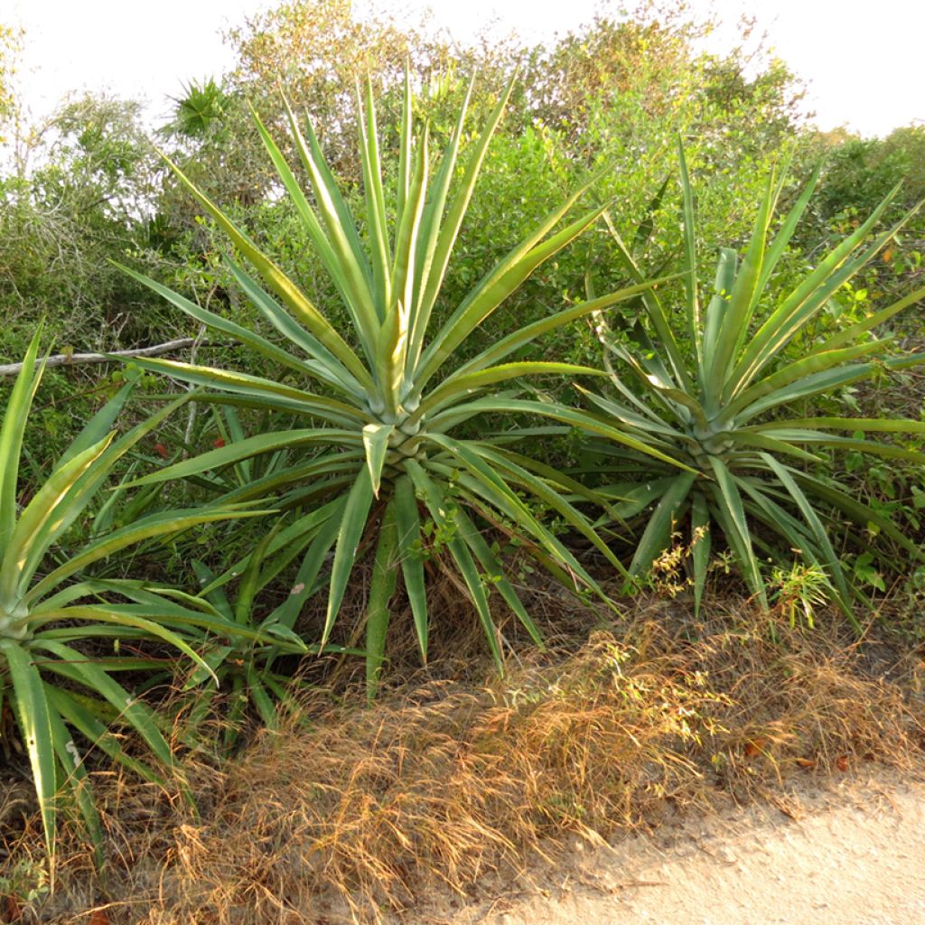 Kuituagaave - Agave fourcroydes
