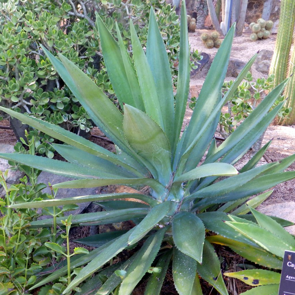 Kuituagaave - Agave fourcroydes