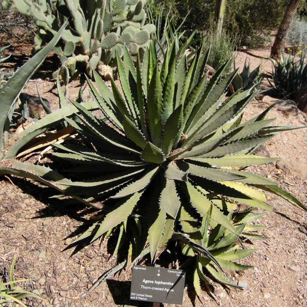 Agaave - Agave lophantha