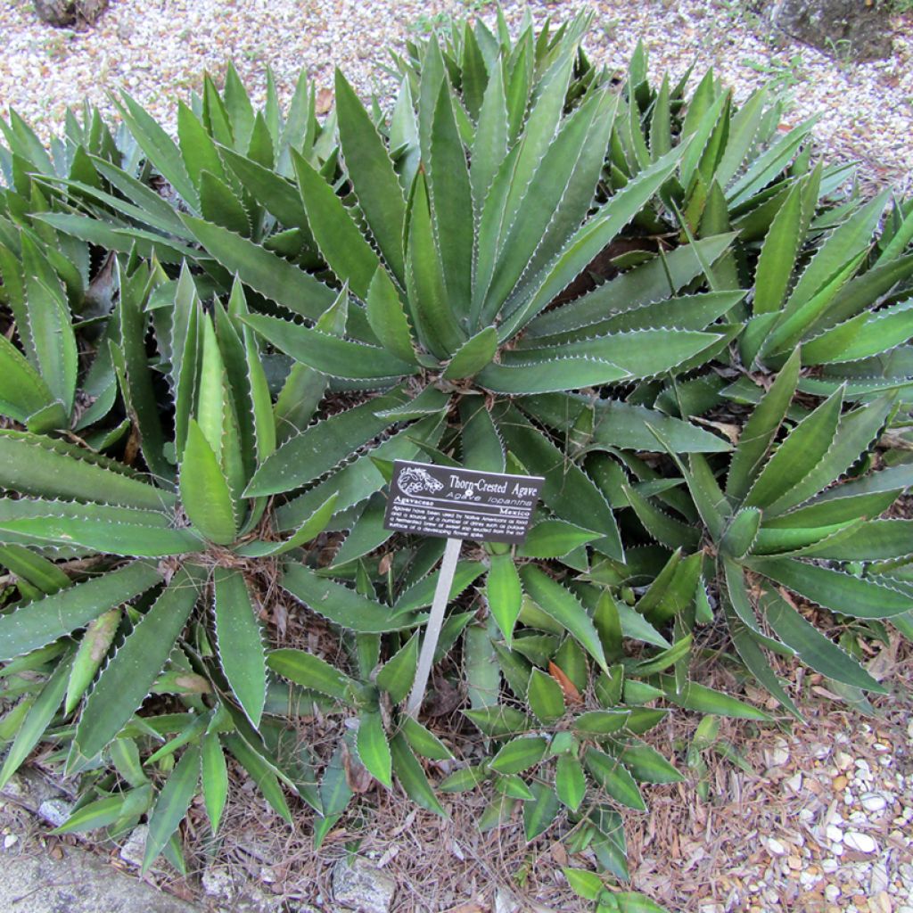 Agaave - Agave lophantha