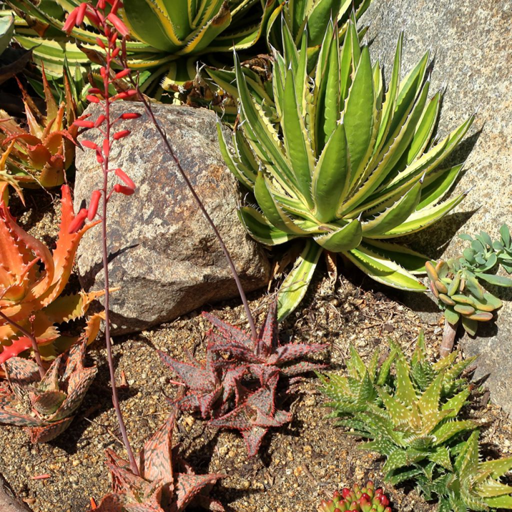 Agaave Quadricolor