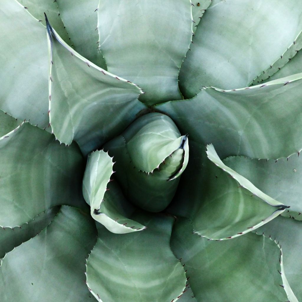 Agaave - Agave parryi var. neomexicana