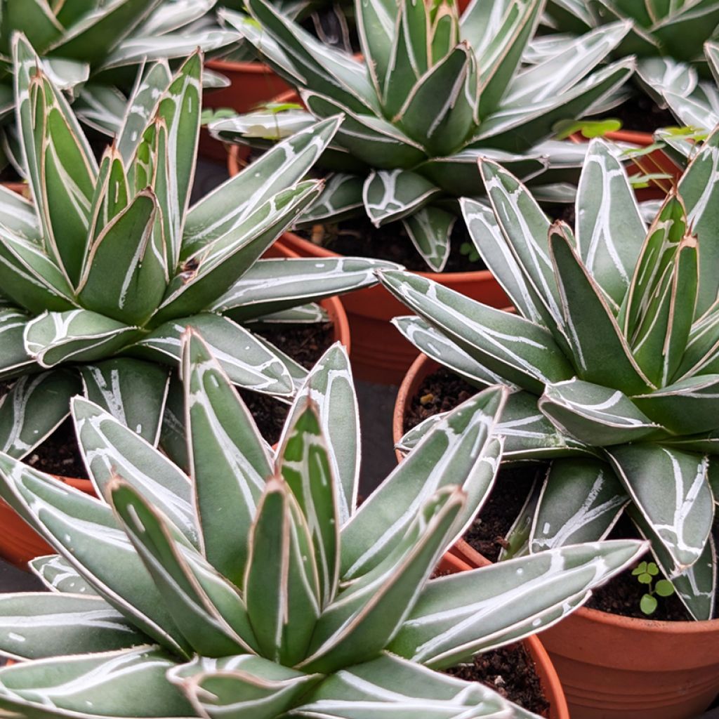 Kruunuagaave - Agave victoriae-reginae