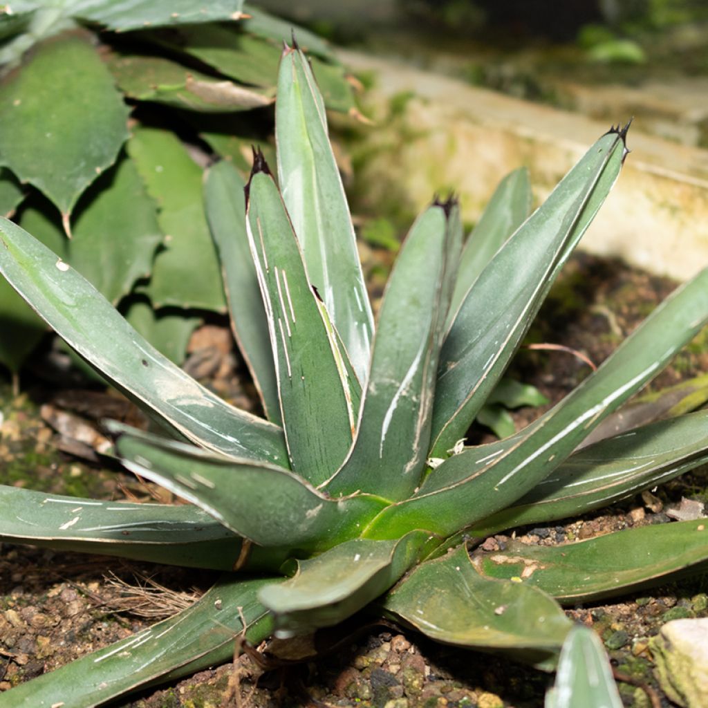 Kruunuagaave - Agave victoriae-reginae