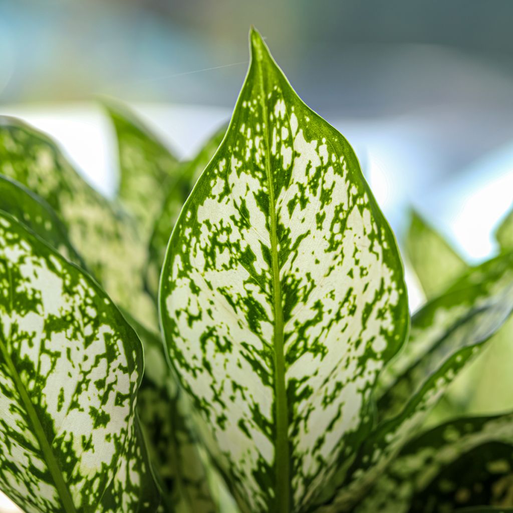 Sulkalaikkuvehka Variegata Pearls